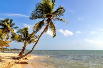 Beatiful beach scene with bent palm trees and calm ocean waters in Ambergris Caye, Belize.