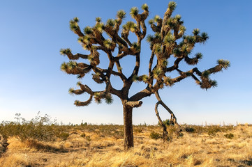 Joshua tree in the California Mojave desert.