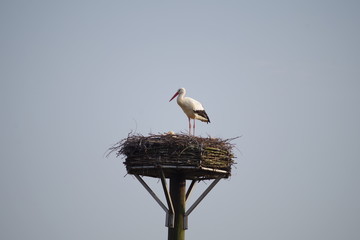 Storchennest