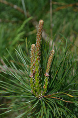 pine shoots spring time