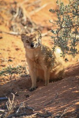 Gelb-Manguste (Cynictis Penicillata) im Sand der Kalahari