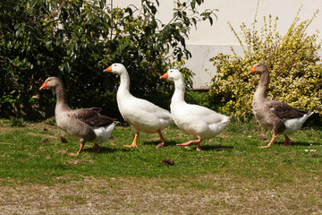 Vier Hausgänse im Gänsemarsch