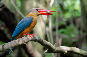 Stork-billed Kingfisher