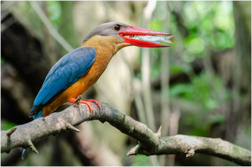 Stork-billed Kingfisher