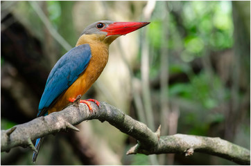 Stork-billed Kingfisher