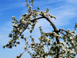 Apple tree branches full of flowers and a beautiful blue sky