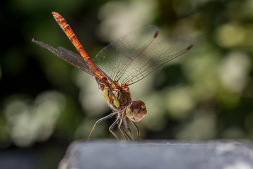 Libelle