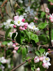 Macro of a pink and white apple tree flower
