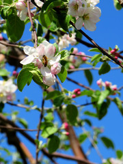 Macro of a pink and white apple tree flower