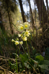 Schlüsselblume im Wald