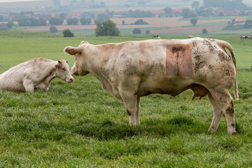 A cow with a visible caesarean scar, on a farm in France