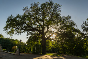 Fototapeta premium Tree in park near palace in Teresin, Mazowieckie, Poland