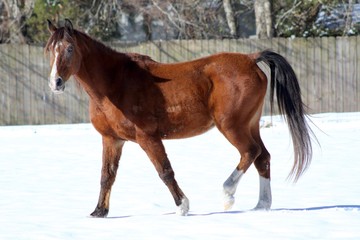 Fuzzy Arabian Horse in Winter Snow