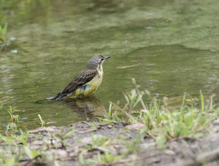 Obraz premium Wagtail in water, Motacilla werae,natural environment