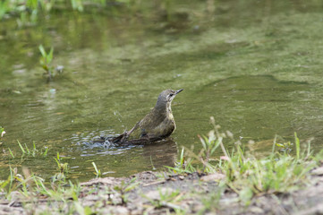 Wagtail in water, Motacilla werae,natural environment