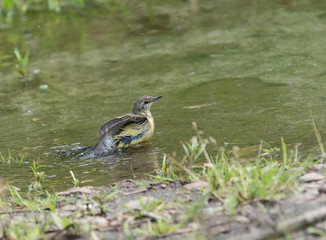 Wagtail in water, Motacilla werae,natural environment