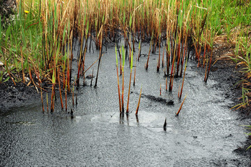 Oil spill on the surface of the pond - environment pollution. Wa