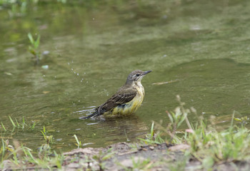 Wagtail in water, Motacilla werae,natural environment