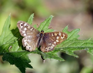 Waldbrettspiel (Pararge aegeria) 