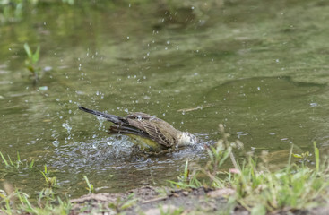 Wagtail in water, Motacilla werae,natural environment