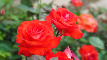 Closeup Shot of A Group of Beautiful Red Roses (Hybrid Tea Roses) with Selective Focus and Blurred Background.