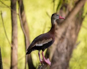 Screaming Duck