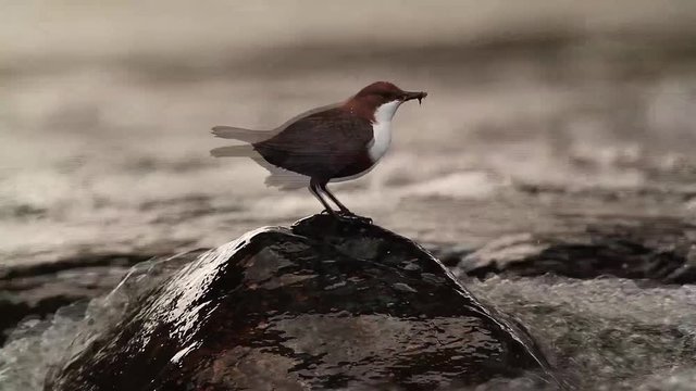 Common Dipper in Vosges, France - specie Cinclus cinclus family of Cinclidae