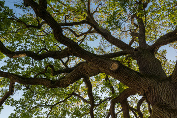 Tree in park near palace in Teresin, Mazowieckie, Poland