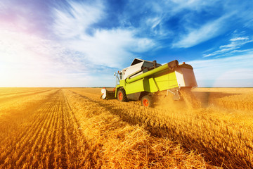 Combine harvest in the golden wheat field