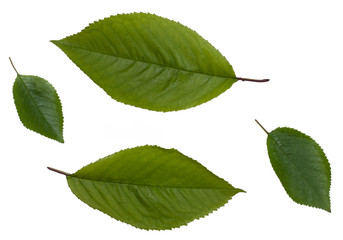 Green leaves of sweet cherry isolated on white