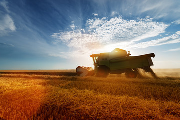 Combine harvest in the golden wheat field