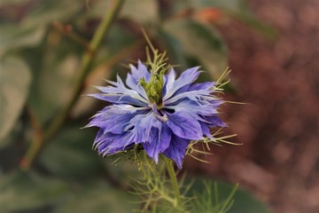 nigelle de damas