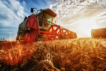 Combine harvest in the golden wheat field - obrazy, fototapety, plakaty