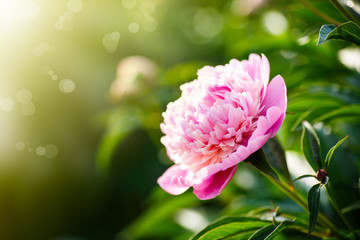 beautiful blooming pink peonies © Peredniankina