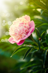 beautiful blooming pink peonies