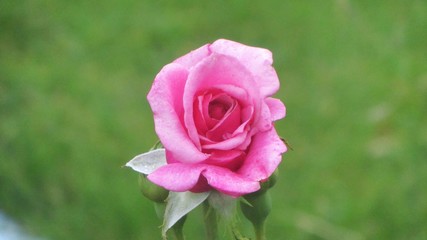 A single rose