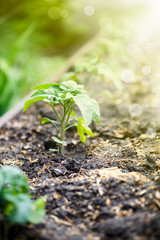young green germ of a tomato grows
