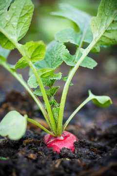 Ripe red radish in the garden
