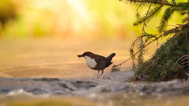 Common Dipper in Vosges, France - specie Cinclus cinclus family of Cinclidae