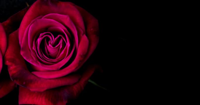 Blooming Red Rose on a Black Background with Copy Space
