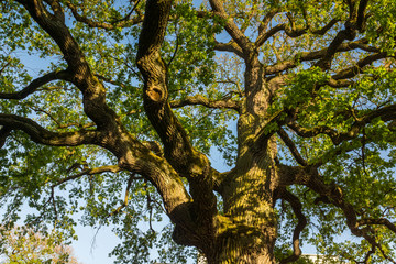 Tree in park near palace in Teresin, Mazowieckie, Poland
