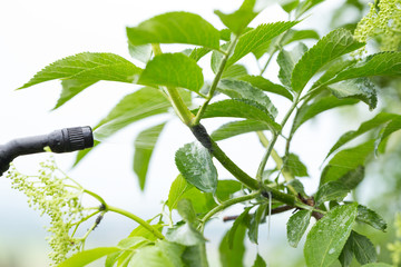 Fighting a bunch of aphids on a thin branch of an elder tree with selfmade curd soap solution
