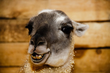 The Lama's Look