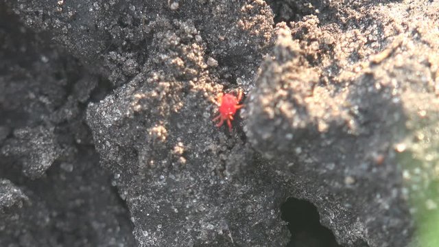 Red velvet mites runs on ground in agricultural plowed field in countryside, close-up