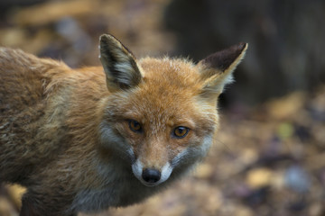Red Fox (Vulpes vulpes) close up in the detail