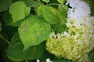 Bacterial spots on the Hydrangea leaves, plant disease