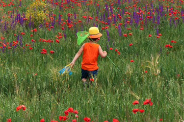 Little boy with butterfly net goes on a flower field