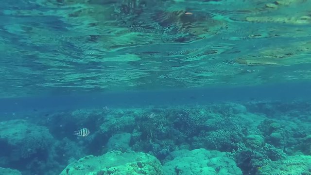 Details of wildlife of coral reefs at Red sea in Egypt Sharm El Sheikh. Beautiful colorful fish swims in crystal clear water. Video shoot with action camera underwater.