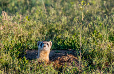 A Black-footed Ferret on the Colorado Plains
