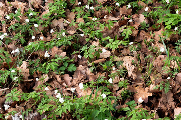 Green grass grows through last year's foliage.